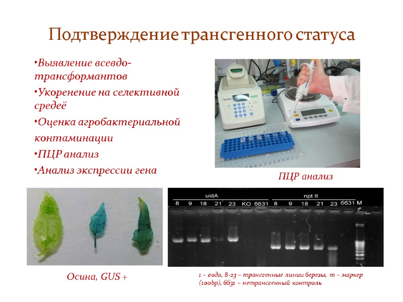 Подтверждение трансгенного статуса  Выявление всевдо-трансформантов Укоренение на селективной средеё Оценка агробактериальной  контаминации